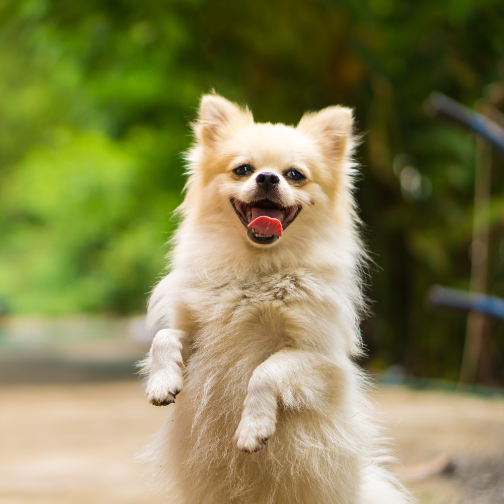 Honden