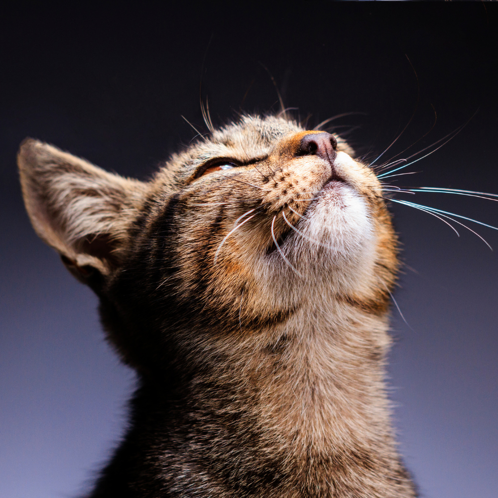 Katten